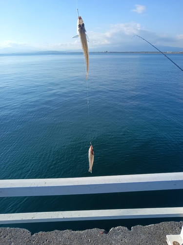 シロギスの釣果