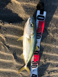 ワカシの釣果