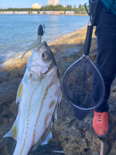 コトヒキの釣果