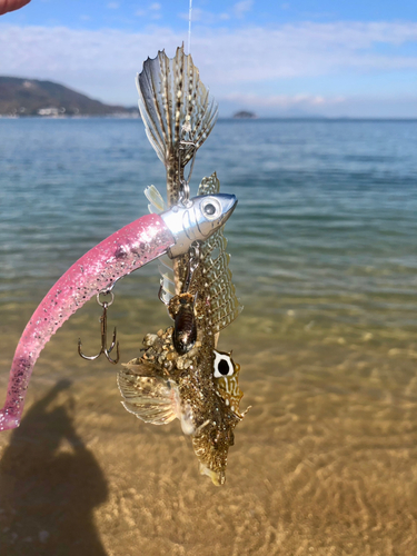 メゴチの釣果