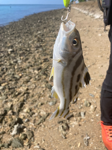 コトヒキの釣果