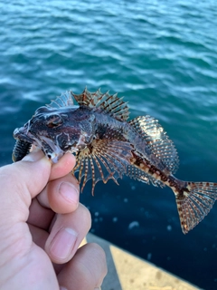 アナハゼの釣果