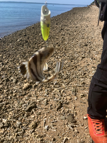 コトヒキの釣果