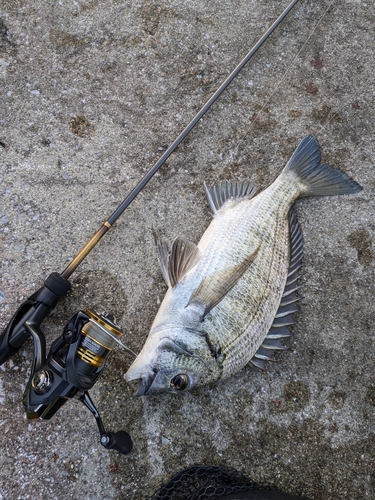 ミナミクロダイの釣果