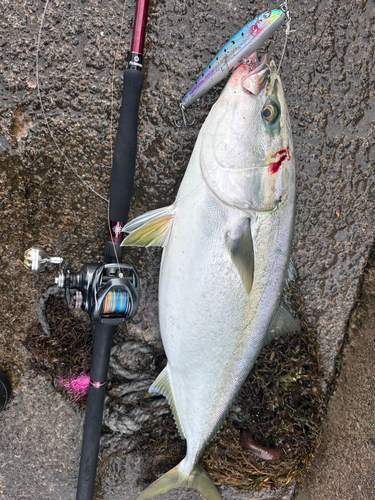 ブリの釣果