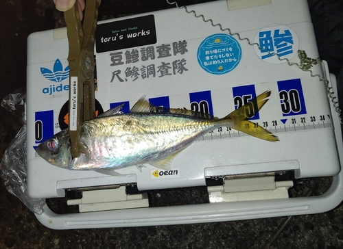 アジの釣果