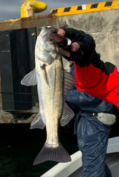 セイゴ（マルスズキ）の釣果