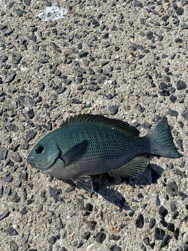 メジナの釣果