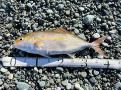 ショゴの釣果