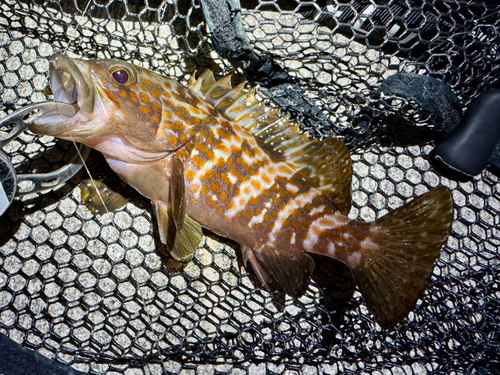 アコウの釣果