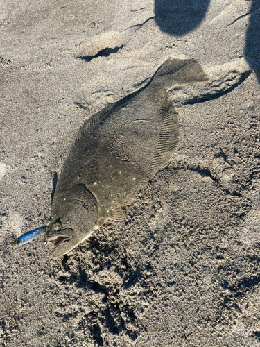 ヒラメの釣果