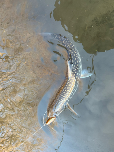 アメマスの釣果