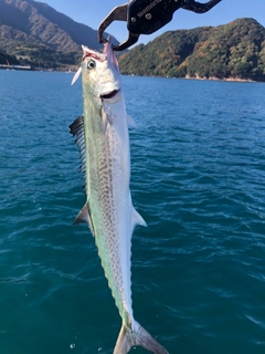 サゴシの釣果