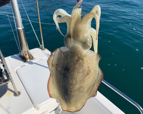 モンゴウイカの釣果