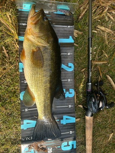 ブラックバスの釣果