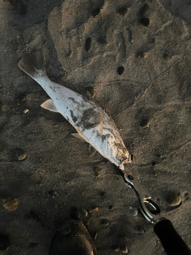 ニベの釣果