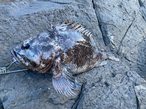 アイナメの釣果