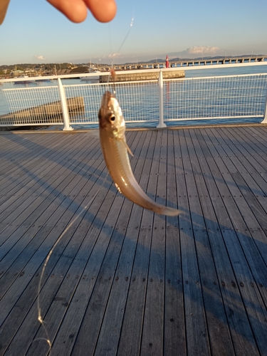 シロギスの釣果