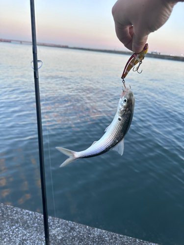 コノシロの釣果