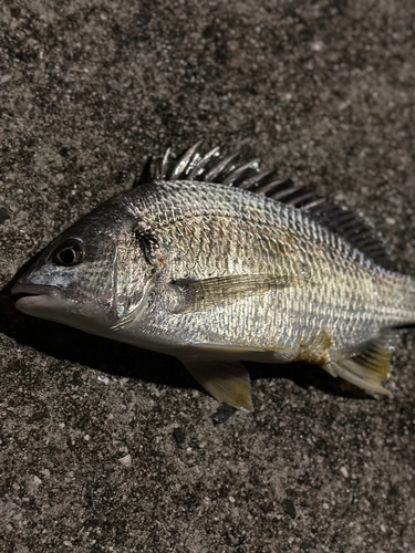 キビレの釣果