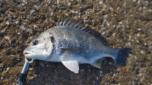 キビレの釣果