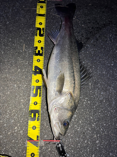 スズキの釣果