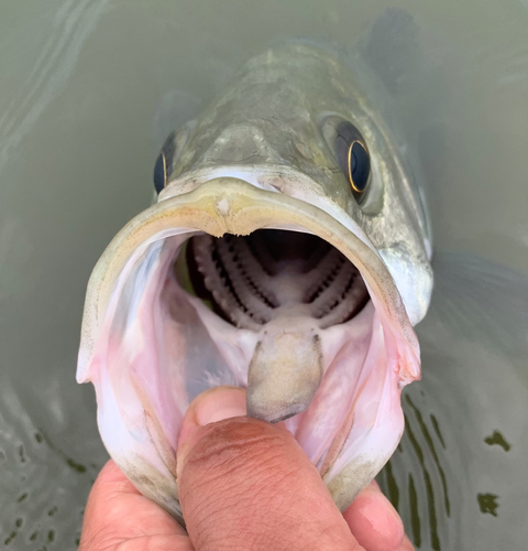 セイゴ（ヒラスズキ）の釣果