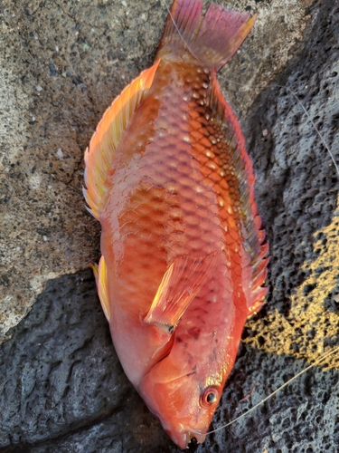 アカササノハベラの釣果