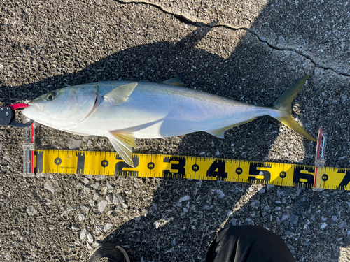 ハマチの釣果