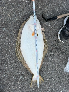 ヒラメの釣果