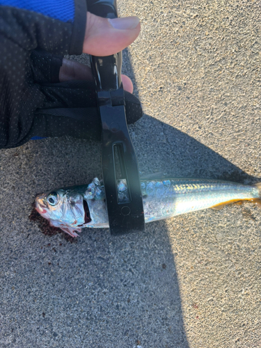 イワシの釣果