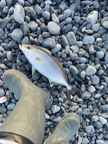 ショゴの釣果