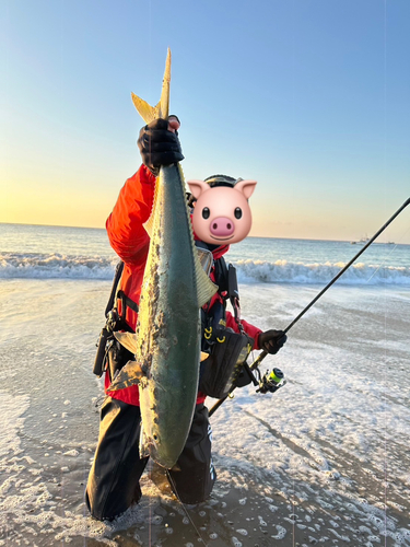 ブリの釣果