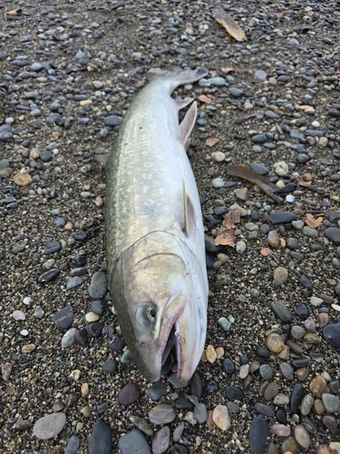 アメマスの釣果