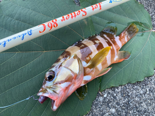 アカハタの釣果