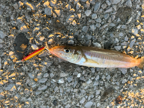 シロギスの釣果