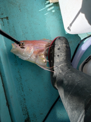 イトヨリダイの釣果