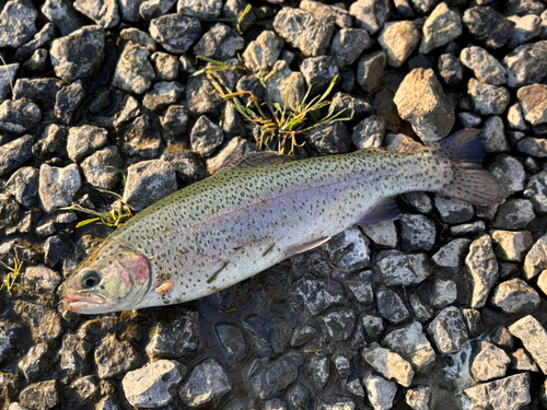 ニジマスの釣果