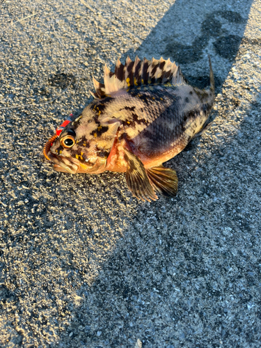 カサゴの釣果