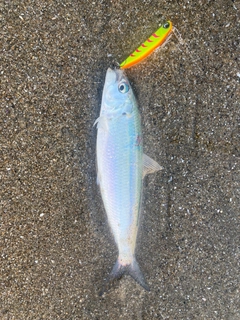 カタボシイワシの釣果