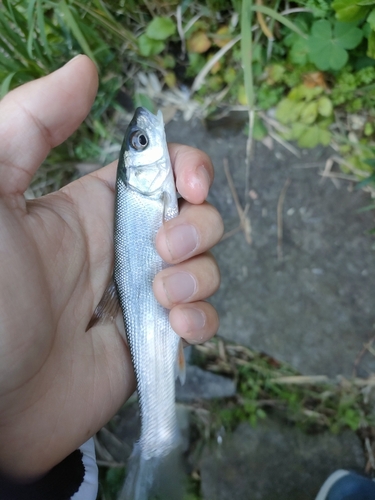 ウグイの釣果