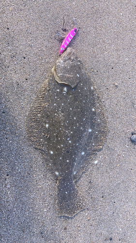 ソゲの釣果