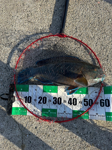 高島飛島磯釣り公園