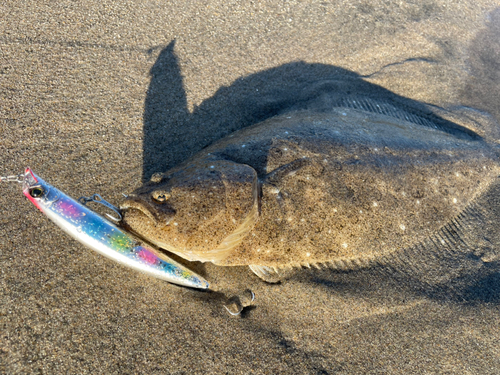 ソゲの釣果