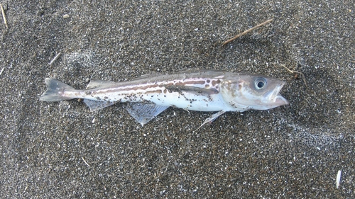 スケトウダラの釣果