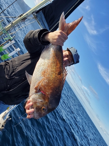 マダイの釣果