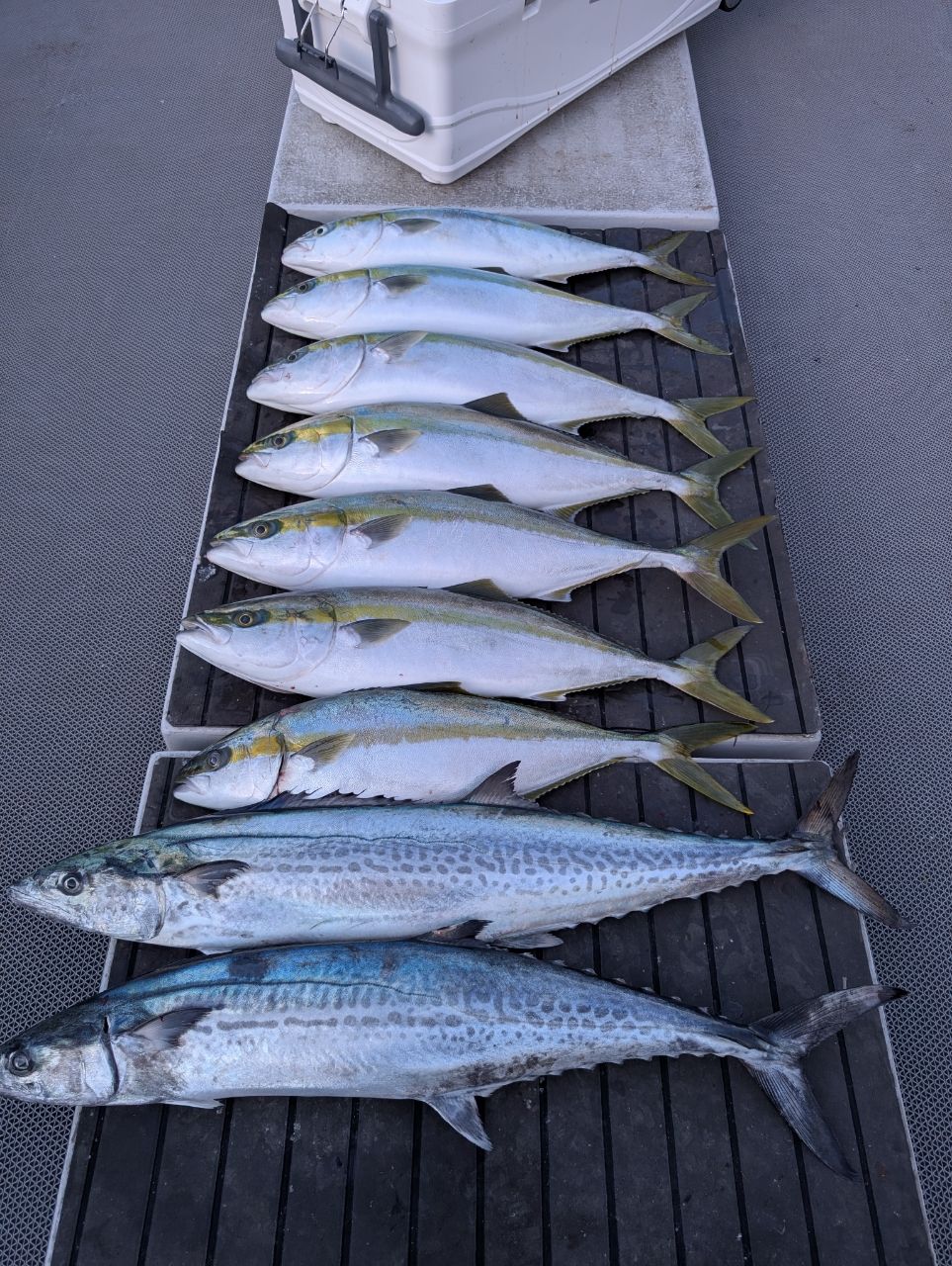 太郎寿司さんの釣果 1枚目の画像