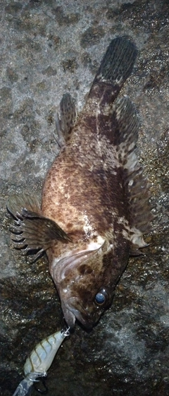 クロソイの釣果