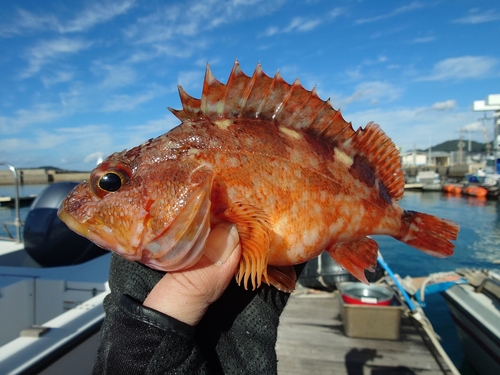 アラカブの釣果