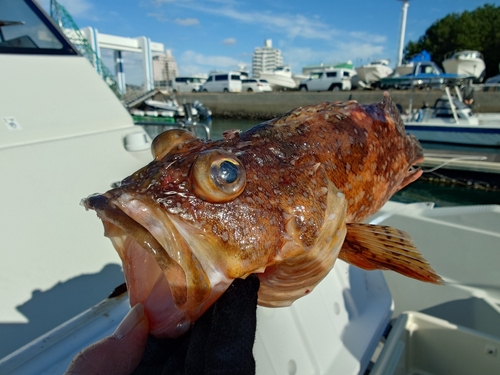 ボッコの釣果